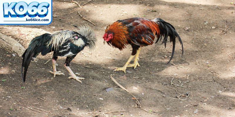 Tổng quan về đá gà KO66