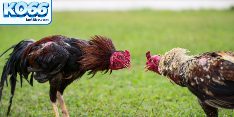 Đá gà KO66 với tỷ lệ cược hấp dẫn