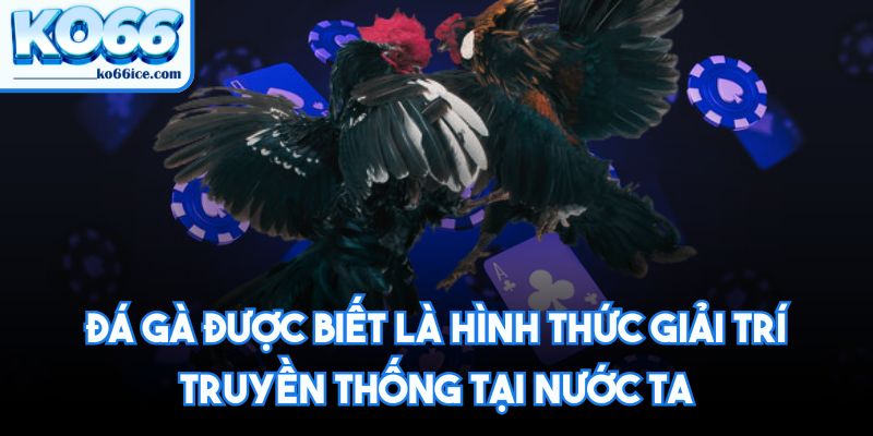 Đá gà KO66 được biết là hình thức giải trí truyền thống tại nước ta